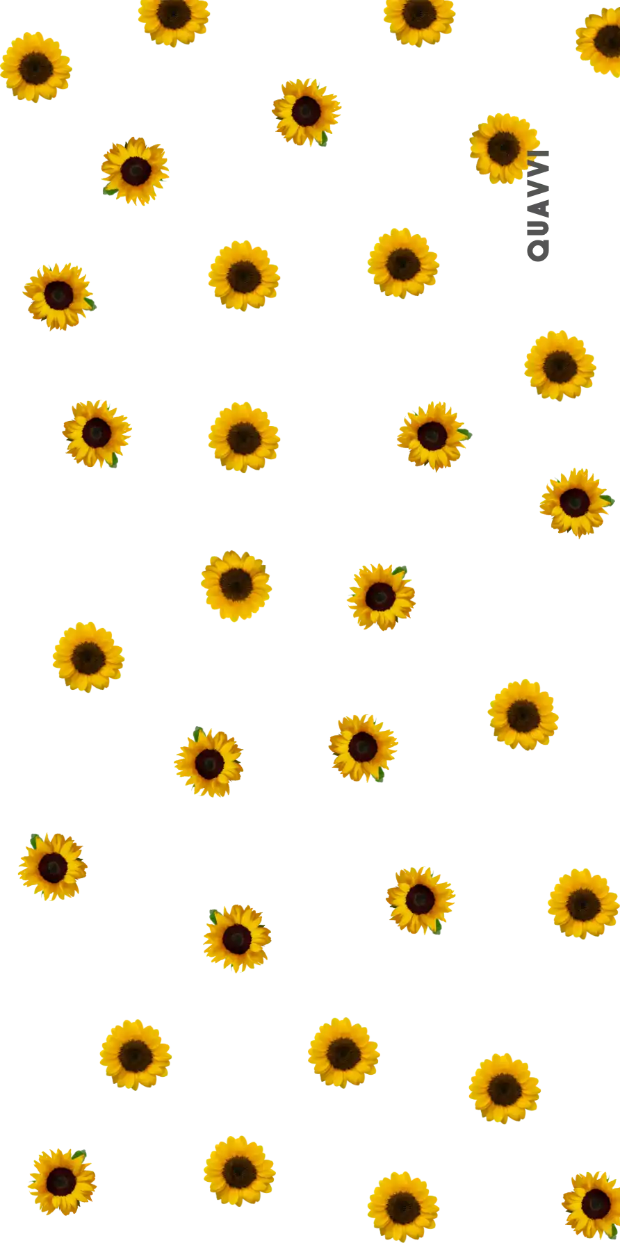 Scattered sunflower blossoms.