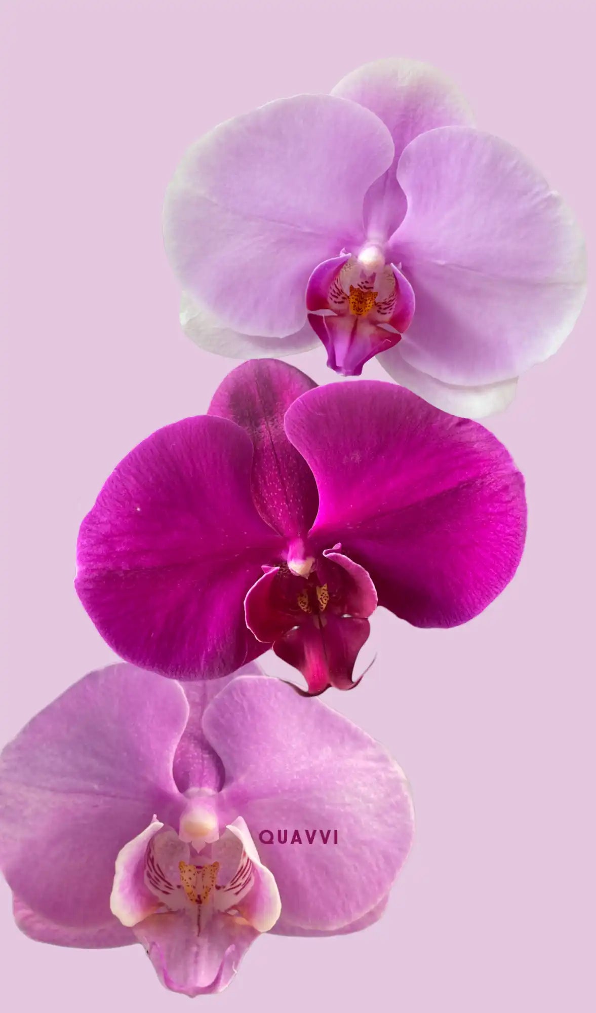 Three colorful orchid blossoms.